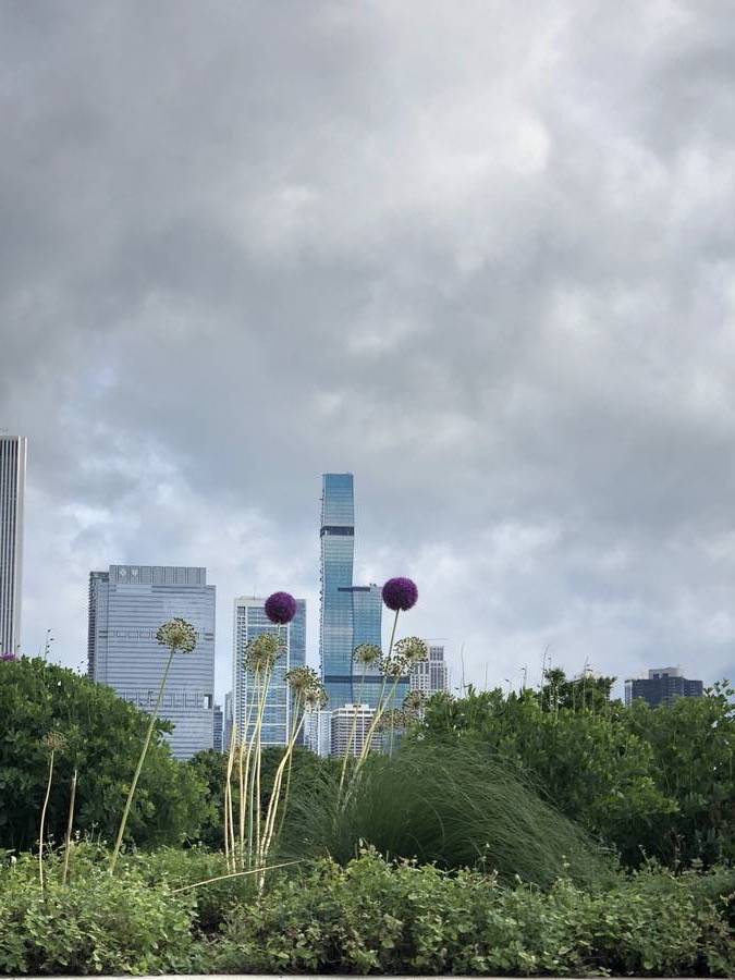 Allium flowers with Chicago skyline