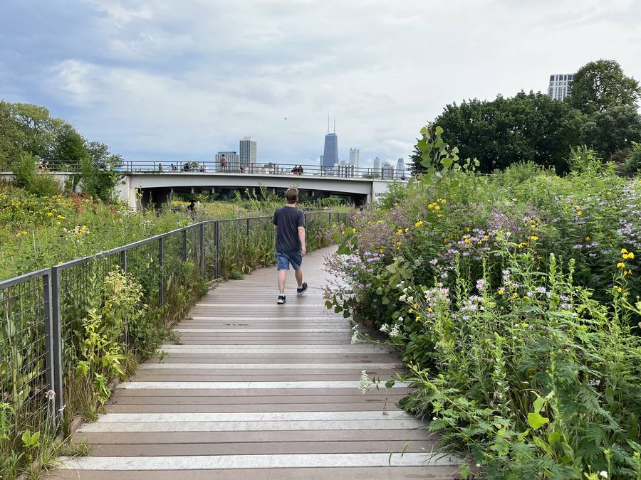 Boardwalk through wildflowers with Chicago skyline