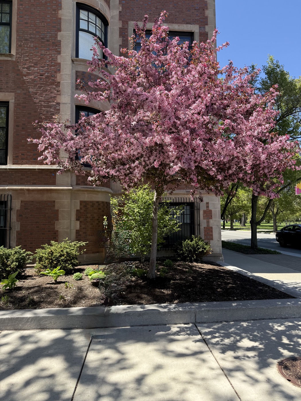 Crabapple tree in bloom