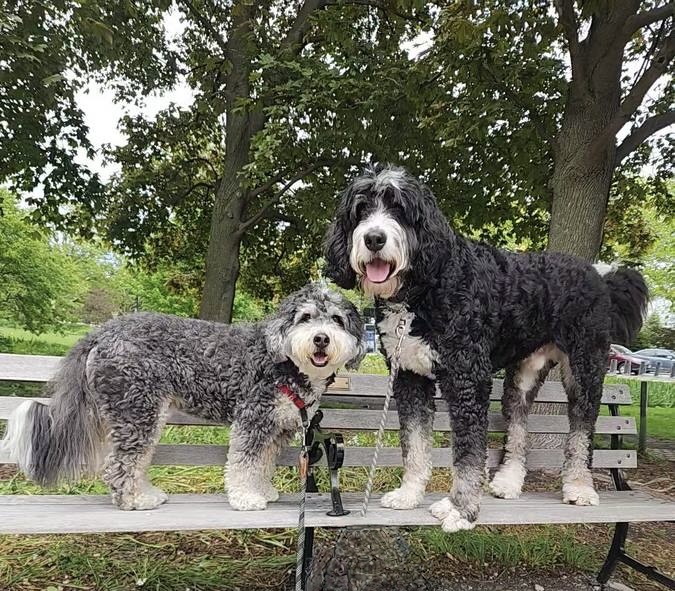 Dogs enjoying a Chicago park